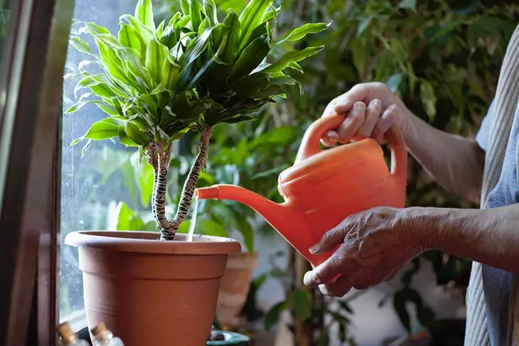 Comment préparer un engrais naturel pour les plantes ? Elles pousseront rapidement sans même payer un centime