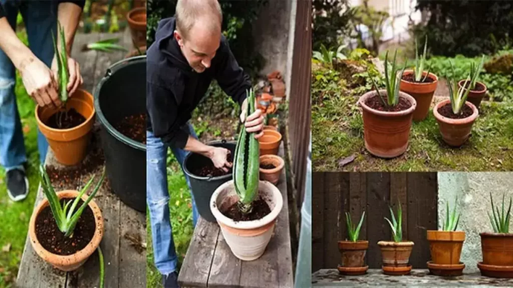 Comment cultiver de l’aloe vera à la maison et quels sont ses bienfaits