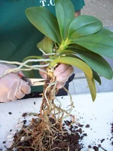 Comment rempoter une orchidée