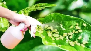 Comment se débarrasser des pucerons qui ravagent les plantes ? 5 pesticides naturels à fabriquer à la maison