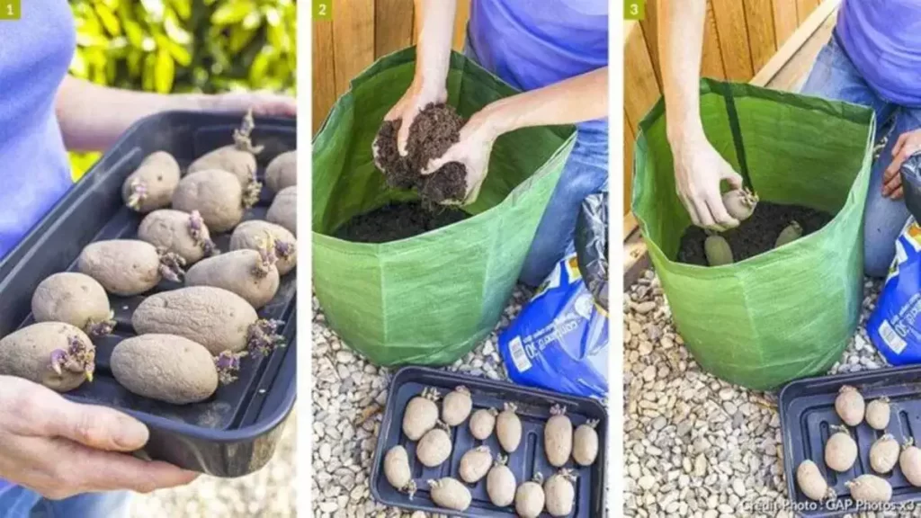 Cultiver des pommes de terre dans des sacs