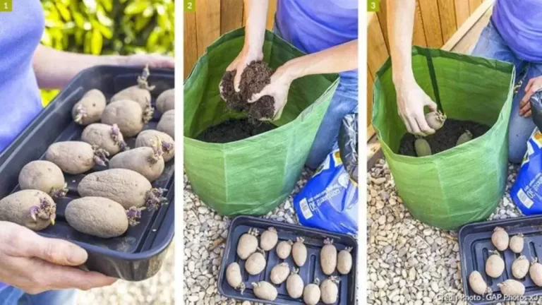 Cultiver des pommes de terre dans des sacs