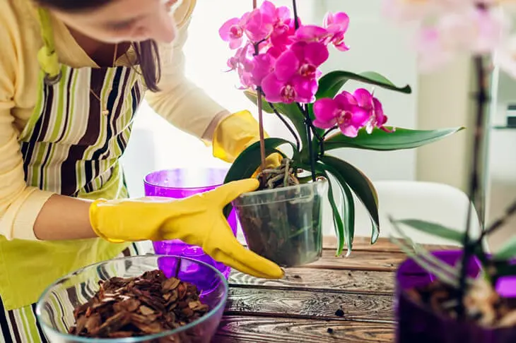 Pourquoi faut-il arroser les orchidées avec du jus de citron? 3 bienfaits que vous ne connaissez pas