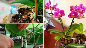 Le secret d’un jardinier pour prendre soin des orchidées et les conserver longtemps