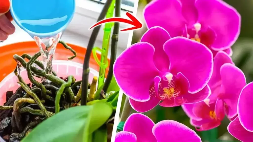 Les orchidées seront fleuries toute l’année si vous les arrosez avec ce produit naturel