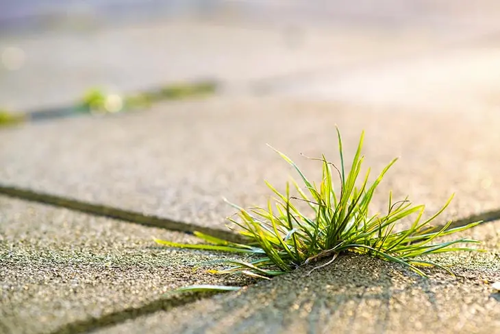 Comment préparer un engrais naturel pour les plantes ? Elles pousseront rapidement sans même payer un centime