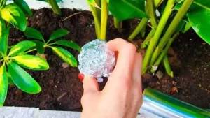 Mettez une boule de papier aluminium sur vos plantes : vous vous débarrasserez de 6 problèmes pour de bon