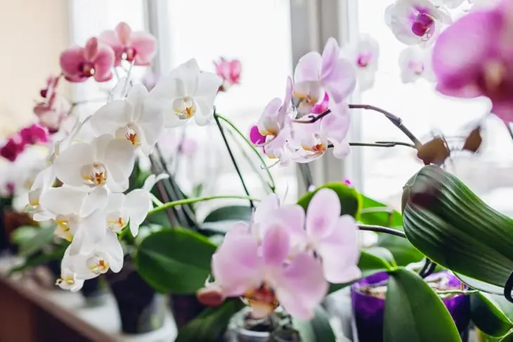 Les orchidées seront fleuries toute l’année si vous les arrosez avec ce produit naturel