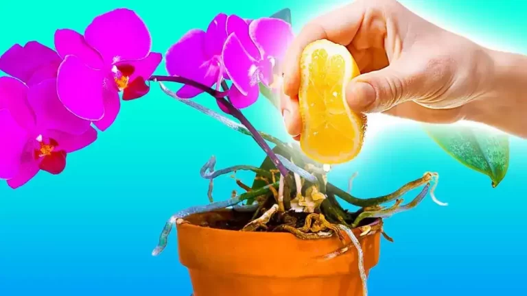 Pourquoi faut-il arroser les orchidées avec du jus de citron? 3 bienfaits que vous ne connaissez pas