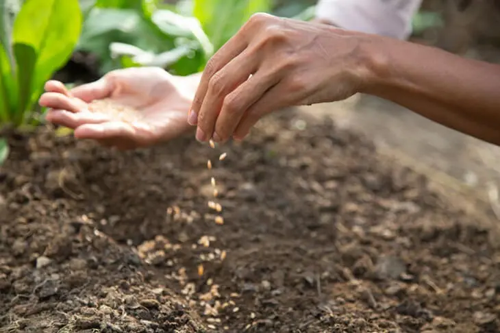 Mettez une boule de papier aluminium sur vos plantes : vous vous débarrasserez de 6 problèmes pour de bon