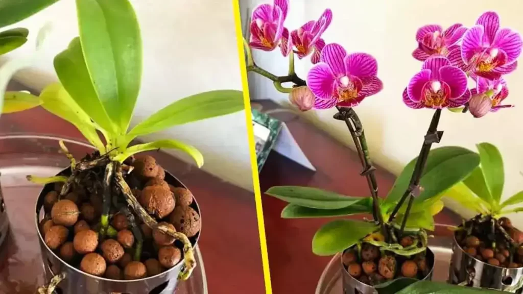 Voici comment entretenir les orchidées pour les conserver des années