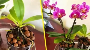 Voici comment entretenir les orchidées pour les conserver des années