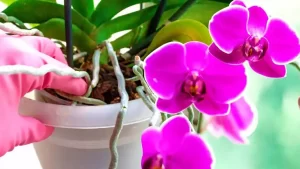 Voici comment récupérer une orchidée qui a des racines pourries
