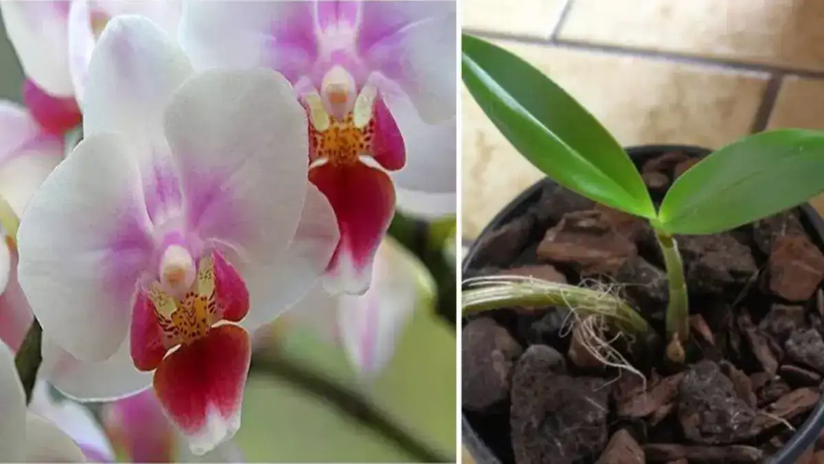 Voici les secrets pour faire refleurir une orchidée fanée