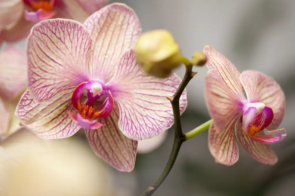 10 conseils simples et pratiques pour faire fleurir des orchidées à la maison
