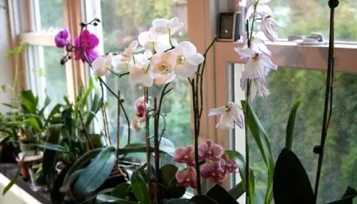 10 conseils simples et pratiques pour faire fleurir des orchidées à la maison
