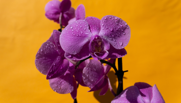 10 conseils simples et pratiques pour faire fleurir des orchidées à la maison
