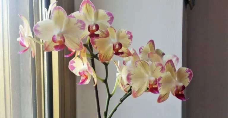 10 conseils simples et pratiques pour faire fleurir des orchidées à la maison
