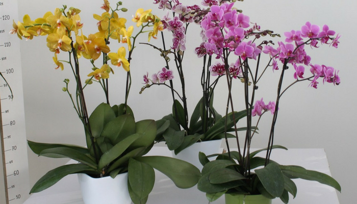 10 conseils simples et pratiques pour faire fleurir des orchidées à la maison
