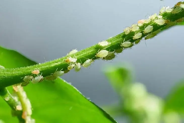 Comment se débarrasser des pucerons qui ravagent les plantes ? 5 pesticides naturels à fabriquer à la maison