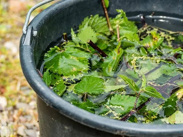 Comment se débarrasser des pucerons qui ravagent les plantes ? 5 pesticides naturels à fabriquer à la maison