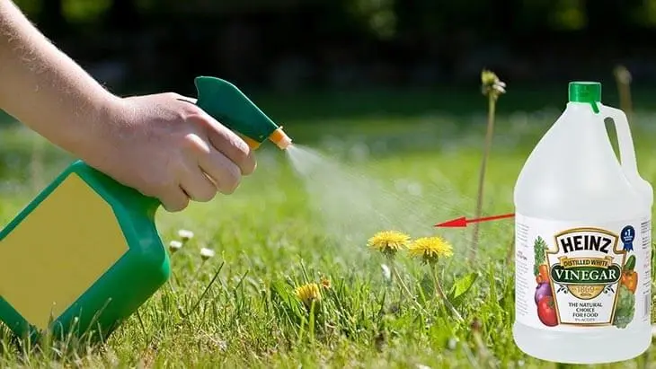 Comment se débarrasser des pucerons qui ravagent les plantes ? 5 pesticides naturels à fabriquer à la maison