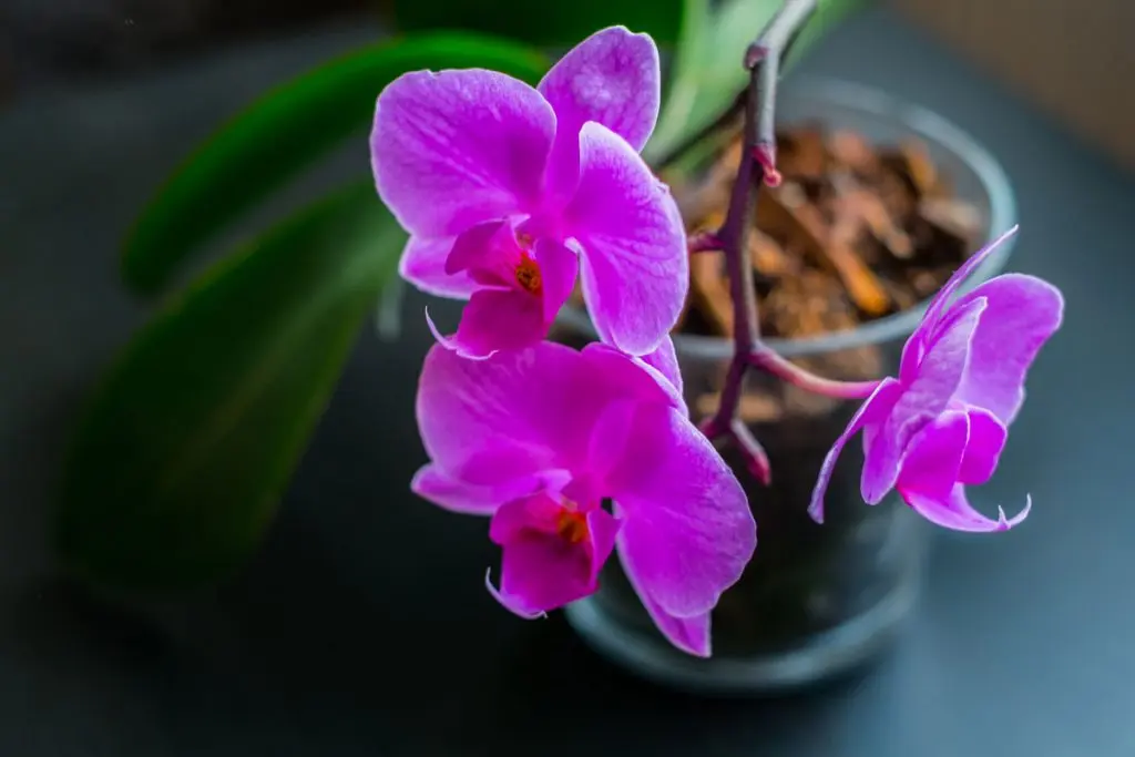 10 conseils simples et pratiques pour faire fleurir des orchidées à la maison
