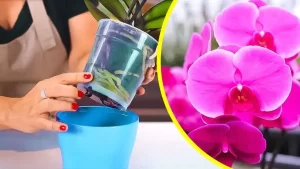 6 astuces pour garder les orchidées en fleurs et les faire durer des années