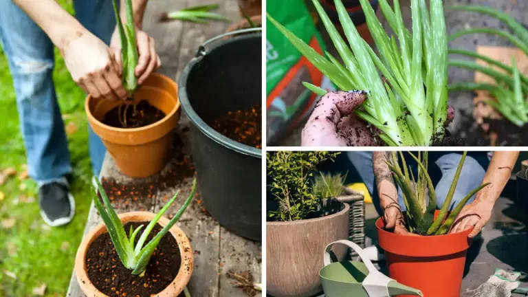 Comment cultiver de l’aloe vera à la maison et quels sont ses bienfaits