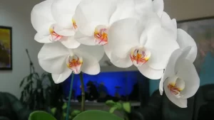 Comment faire refleurir les orchidées