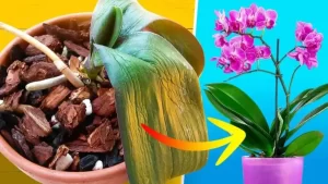 Comment sauver une orchidée mourante ? Elle peut être ramenée à la vie en 5 minutes