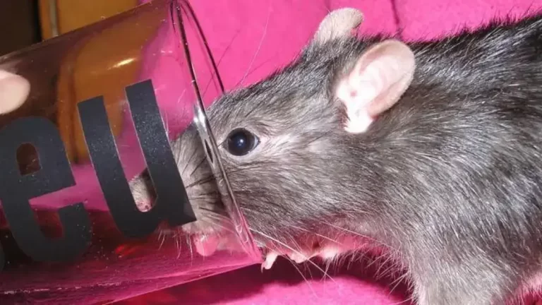 Comment se Débarrasser des Rats ? Utilisez du Coca-Cola Comme Dératiseur Puissant.