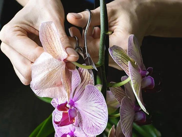 Faites revivre une orchidée fanée grâce à l’astuce des fleuristes : elle refleurira de nouveau