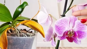 Faites revivre une orchidée fanée grâce à l’astuce des fleuristes : elle refleurira de nouveau