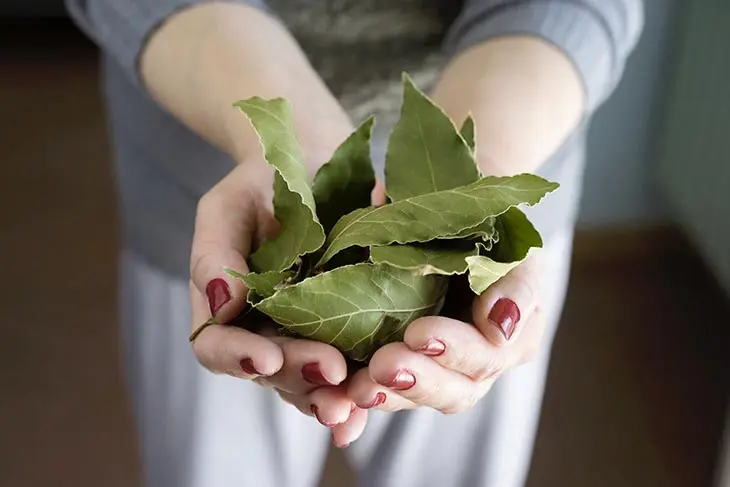 3 feuilles de laurier suffisent pour régler ces 4 problèmes courants à la maison