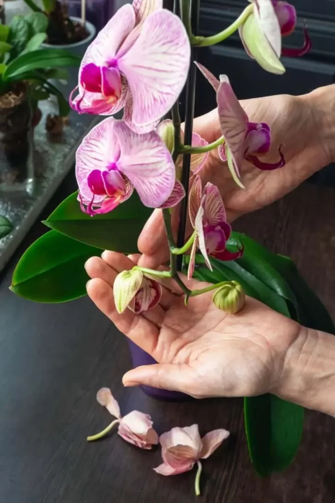 La plupart des gens placent l’orchidée au mauvais endroit, c’est la raison pour laquelle elle ne fleurit pas