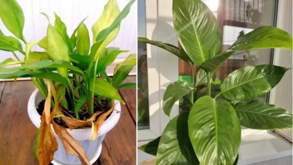 Le Spathiphyllum : Comment le faire fleurir toute l’année?