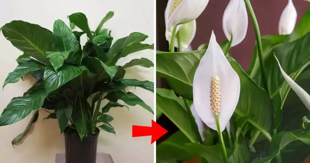 Le Spathiphyllum : Comment le faire fleurir toute l’année?