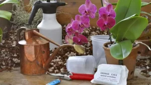 Les 6 règles d’or pour prendre soin d’une orchidée