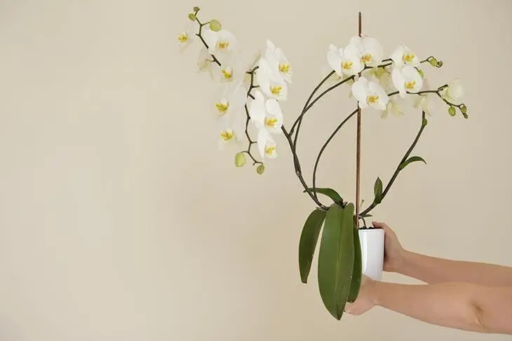 Faites revivre une orchidée fanée grâce à l’astuce des fleuristes : elle refleurira de nouveau
