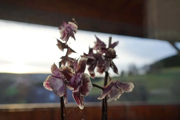 Comment sauver une orchidée mourante ? Elle peut être ramenée à la vie en 5 minutes