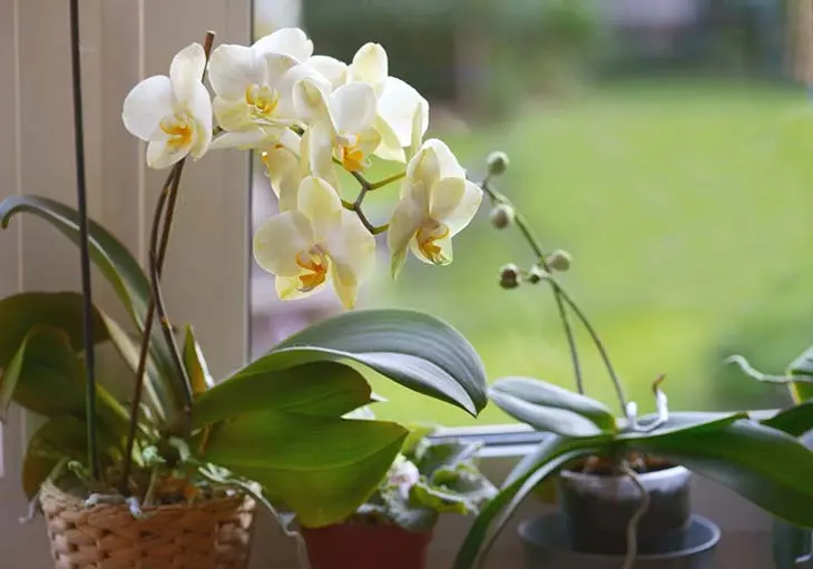 Comment sauver une orchidée mourante ? Elle peut être ramenée à la vie en 5 minutes