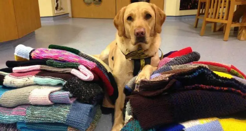 Maisie Green, 89 ans, est une grand-mère aimant les chiens qui a cousu à la main 450 manteaux et couvertures pour chiens de refuge.