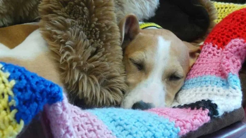 Maisie Green, 89 ans, est une grand-mère aimant les chiens qui a cousu à la main 450 manteaux et couvertures pour chiens de refuge.