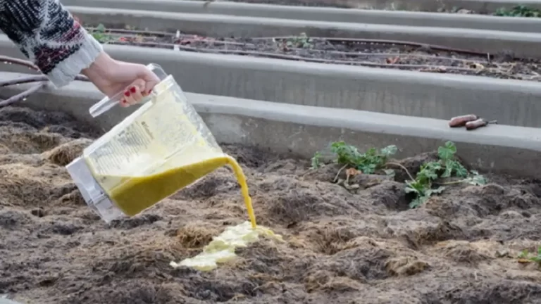 Voici Le Meilleur Engrais Pour Votre Jardin… Une Recette Naturelle Et Sans Frais !