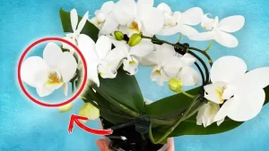 Voici comment faire fleurir une orchidée même en hiver