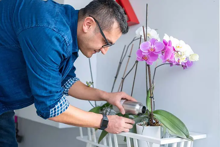 Comment redonner vie à une orchidée fanée ou flétrie ?