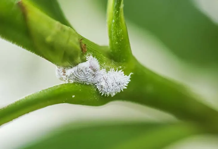 L’astuce de génie pour éliminer la cochenille qui ravage vos plantes