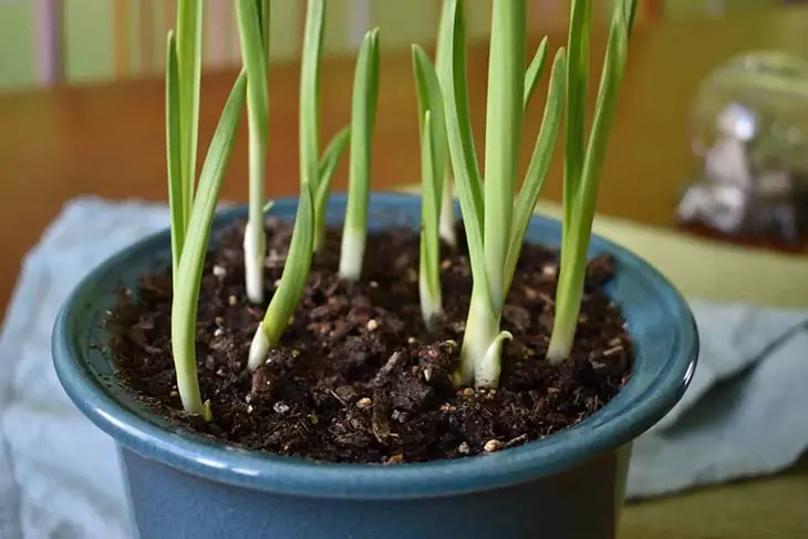 Comment faire pousser de l’ail pour en avoir à l’infini à la maison ?