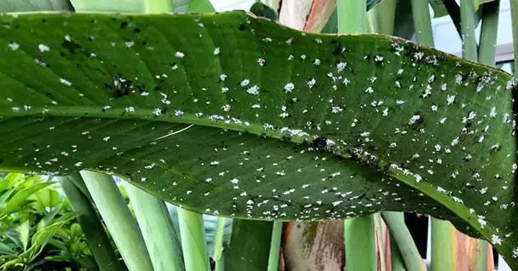 L’astuce de génie pour éliminer la cochenille qui ravage vos plantes